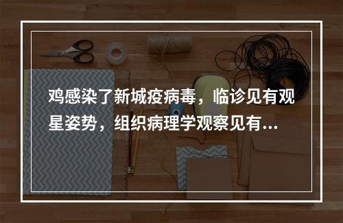 鸡感染了新城疫病毒，临诊见有观星姿势，组织病理学观察见有非化