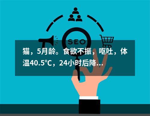 猫，5月龄。食欲不振，呕吐，体温40.5℃，24小时后降至