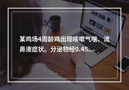 某鸡场4周龄鸡出现咳嗽气喘、流鼻液症状。分泌物经0.45μ