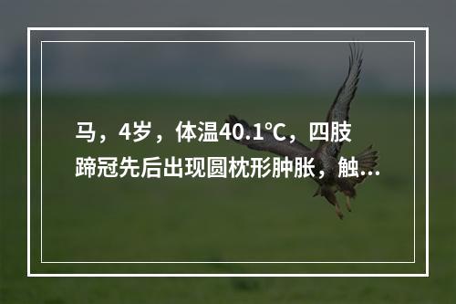 马，4岁，体温40.1℃，四肢蹄冠先后出现圆枕形肿胀，触诊有