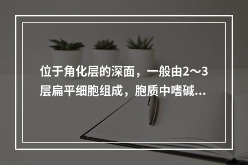 位于角化层的深面，一般由2～3层扁平细胞组成，胞质中嗜碱性透