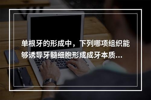 单根牙的形成中，下列哪项组织能够诱导牙髓细胞形成成牙本质细胞