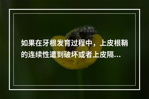 如果在牙根发育过程中，上皮根鞘的连续性遭到破坏或者上皮隔融合