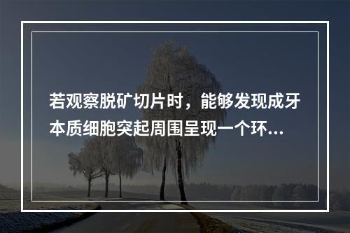 若观察脱矿切片时，能够发现成牙本质细胞突起周围呈现一个环形的