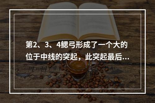 第2、3、4鳃弓形成了一个大的位于中线的突起，此突起最后形成