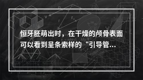 恒牙胚萌出时，在干燥的颅骨表面可以看到呈条索样的“引导管”，