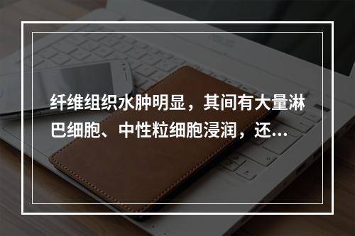 纤维组织水肿明显，其间有大量淋巴细胞、中性粒细胞浸润，还可见