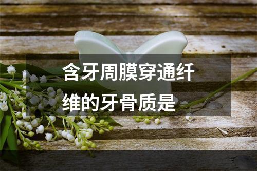 含牙周膜穿通纤维的牙骨质是