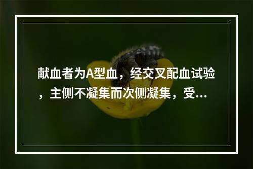 献血者为A型血，经交叉配血试验，主侧不凝集而次侧凝集，受血者