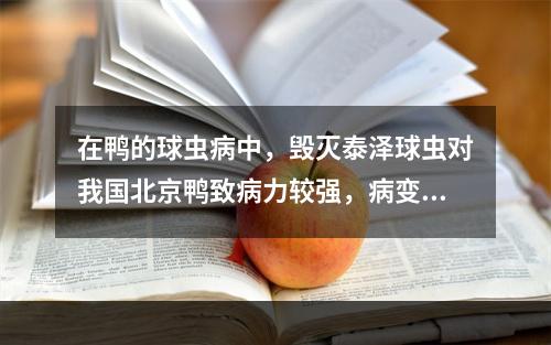 在鸭的球虫病中，毁灭泰泽球虫对我国北京鸭致病力较强，病变最