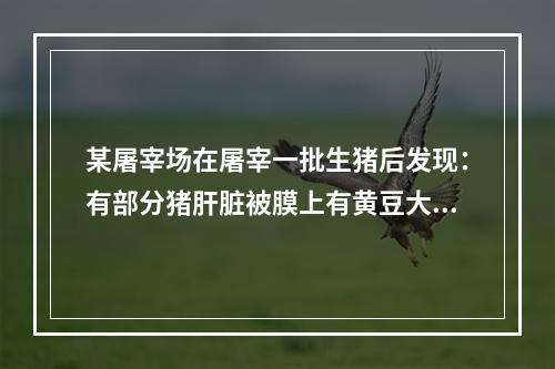 某屠宰场在屠宰一批生猪后发现：有部分猪肝脏被膜上有黄豆大、