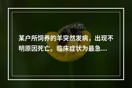 某户所饲养的羊突然发病，出现不明原因死亡。临床症状为最急性