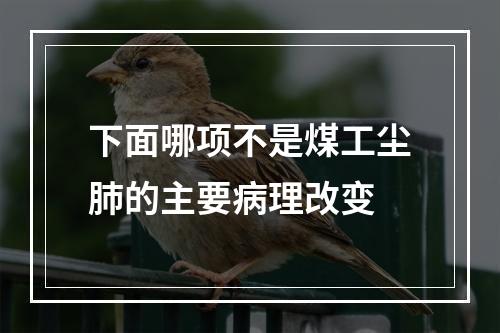 下面哪项不是煤工尘肺的主要病理改变