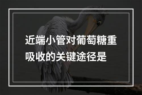 近端小管对葡萄糖重吸收的关键途径是