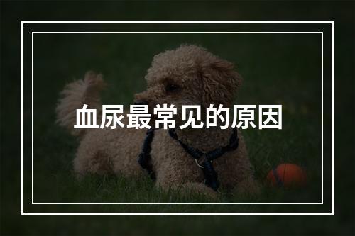 血尿最常见的原因