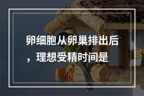 卵细胞从卵巢排出后，理想受精时间是