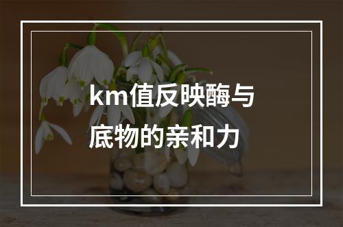 km值反映酶与底物的亲和力