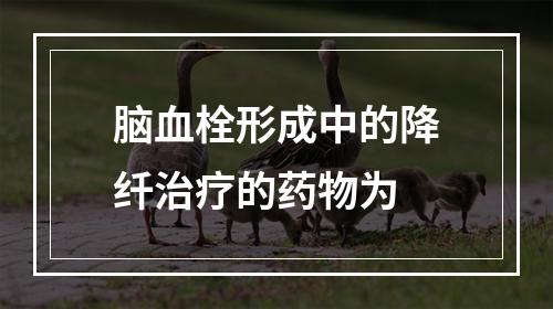 脑血栓形成中的降纤治疗的药物为