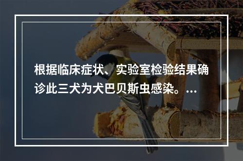 根据临床症状、实验室检验结果确诊此三犬为犬巴贝斯虫感染。可选