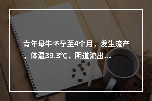 青年母牛怀孕至4个月，发生流产，体温39.3℃，阴道流出黏液