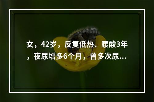 女，42岁，反复低热、腰酸3年，夜尿增多6个月，曾多次尿培训