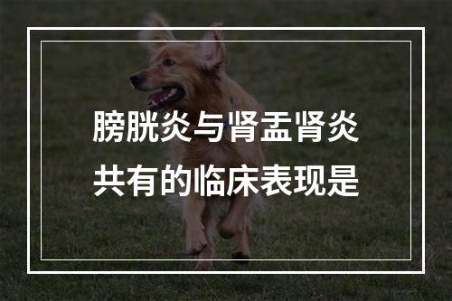 膀胱炎与肾盂肾炎共有的临床表现是