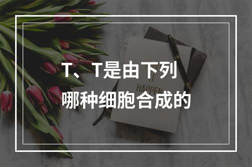 T、T是由下列哪种细胞合成的