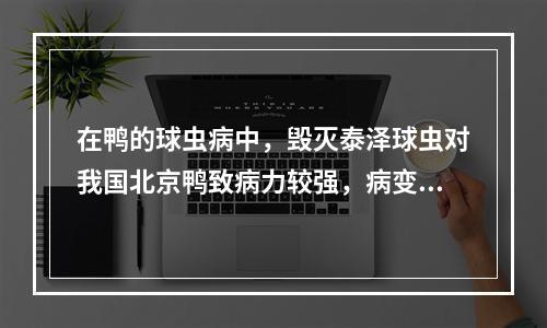 在鸭的球虫病中，毁灭泰泽球虫对我国北京鸭致病力较强，病变最