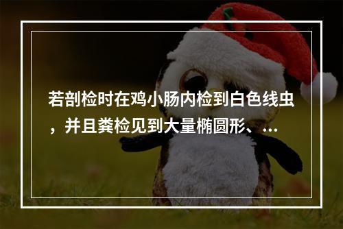 若剖检时在鸡小肠内检到白色线虫，并且粪检见到大量椭圆形、深