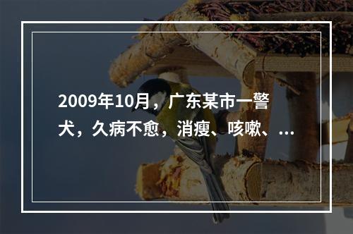 2009年10月，广东某市一警犬，久病不愈，消瘦、咳嗽、呼