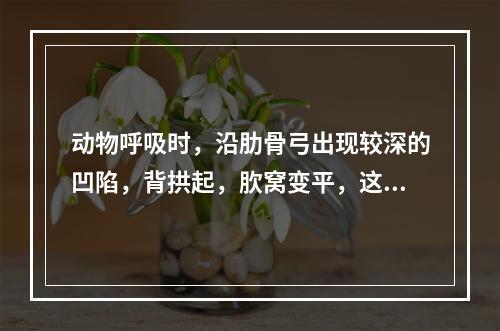 动物呼吸时，沿肋骨弓出现较深的凹陷，背拱起，肷窝变平，这种