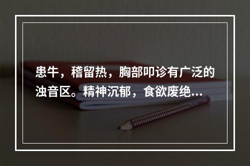 患牛，稽留热，胸部叩诊有广泛的浊音区。精神沉郁，食欲废绝，