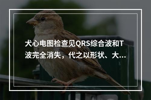 犬心电图检查见QRS综合波和T波完全消失，代之以形状、大小