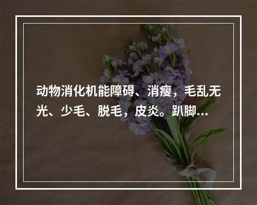 动物消化机能障碍、消瘦，毛乱无光、少毛、脱毛，皮炎。趴脚、