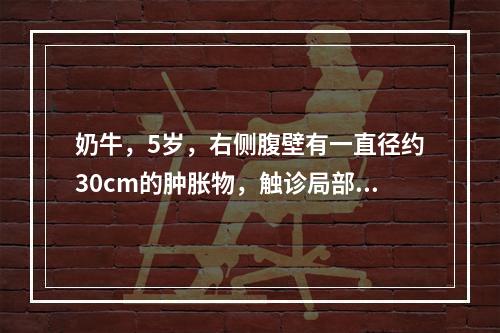 奶牛，5岁，右侧腹壁有一直径约30cm的肿胀物，触诊局部柔