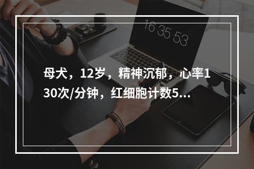 母犬，12岁，精神沉郁，心率130次/分钟，红细胞计数5.