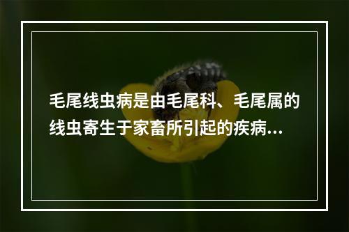 毛尾线虫病是由毛尾科、毛尾属的线虫寄生于家畜所引起的疾病（