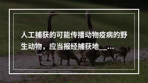 人工捕获的可能传播动物疫病的野生动物，应当报经捕获地___