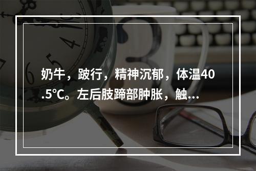 奶牛，跛行，精神沉郁，体温40.5℃。左后肢蹄部肿胀，触诊