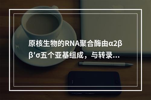 原核生物的RNA聚合酶由α2ββ′σ五个亚基组成，与转录启