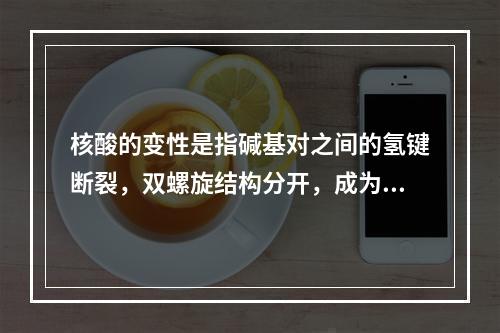 核酸的变性是指碱基对之间的氢键断裂，双螺旋结构分开，成为两股