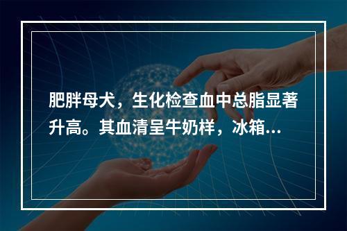 肥胖母犬，生化检查血中总脂显著升高。其血清呈牛奶样，冰箱放置