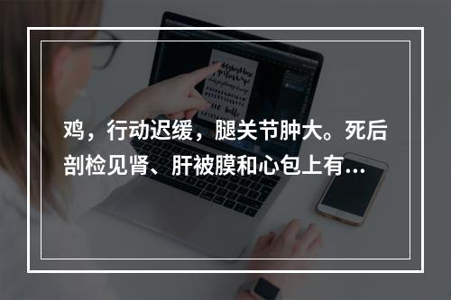 鸡，行动迟缓，腿关节肿大。死后剖检见肾、肝被膜和心包上有大量