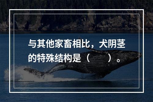 与其他家畜相比，犬阴茎的特殊结构是（　　）。