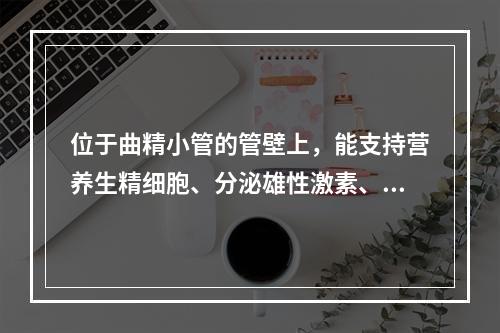 位于曲精小管的管壁上，能支持营养生精细胞、分泌雄性激素、参