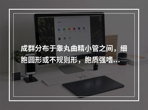 成群分布于睾丸曲精小管之间，细胞圆形或不规则形，胞质强嗜酸