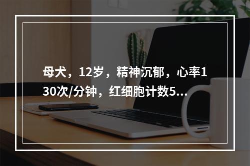 母犬，12岁，精神沉郁，心率130次/分钟，红细胞计数5.