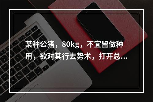 某种公猪，80kg，不宜留做种用，欲对其行去势术，打开总鞘