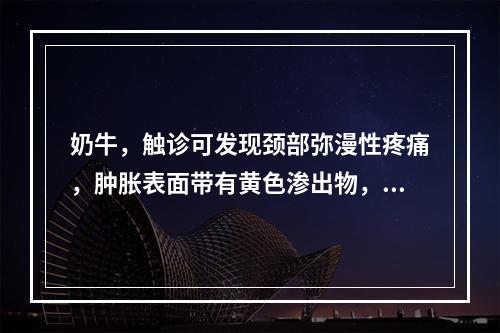 奶牛，触诊可发现颈部弥漫性疼痛，肿胀表面带有黄色渗出物，患