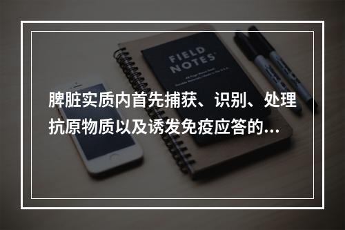 脾脏实质内首先捕获、识别、处理抗原物质以及诱发免疫应答的结